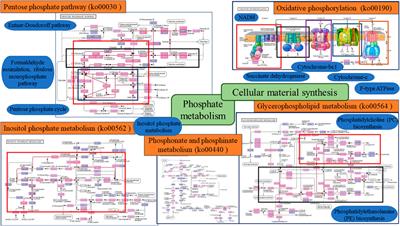 Community characteristics and functional gene response analysis of phosphorus-metabolizing bacteria in plateau saline lake sediments